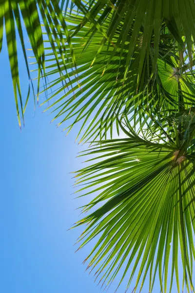 Güzel palmiye yaprakları arka plan. Seçici odaklanma. Doğa.
