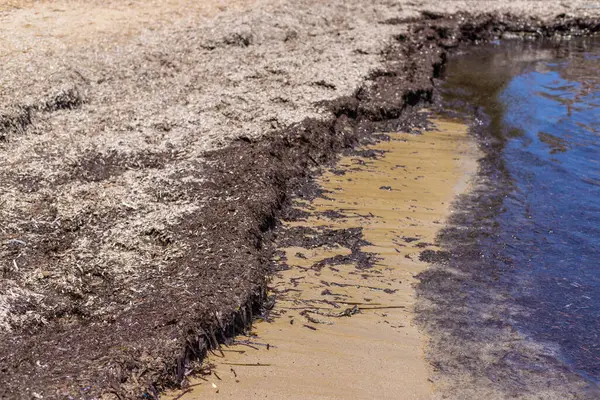 Deniz yosunları çamurlu. Seçici odaklanma. Doğa.