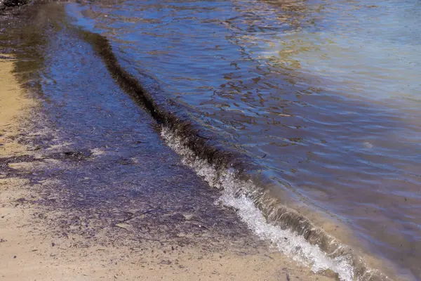 Deniz yosunları çamurlu. Seçici odaklanma. Doğa.