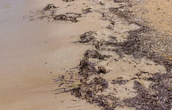 Deniz yosunları çamurlu. Seçici odaklanma. Doğa.