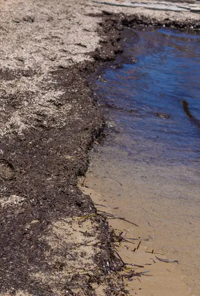 Deniz yosunları çamurlu. Seçici odaklanma. Doğa.