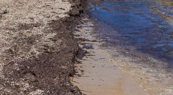 Deniz yosunları çamurlu. Seçici odaklanma. Doğa.