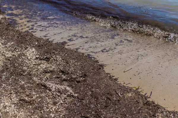 Deniz yosunları çamurlu. Seçici odaklanma. Doğa.