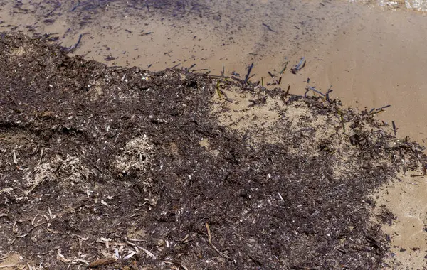 Deniz yosunları çamurlu. Seçici odaklanma. Doğa.
