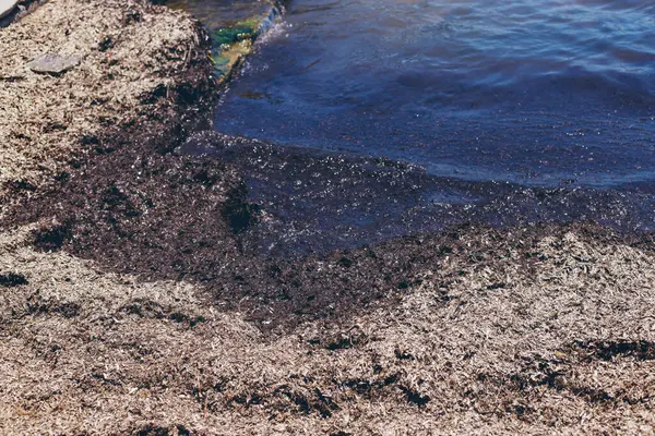 Deniz yosunları çamurlu. Seçici odaklanma. Doğa.
