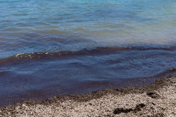 Deniz yosunları çamurlu. Seçici odaklanma. Doğa.