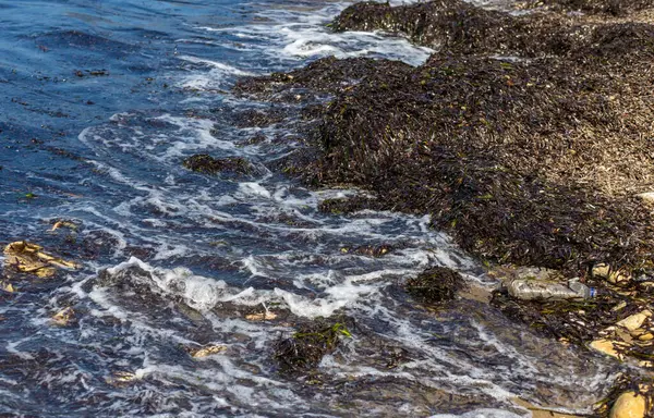 Deniz yosunları çamurlu. Seçici odaklanma. Doğa.