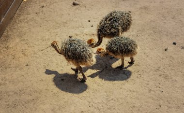 Çiftlikte devekuşu yavruları. Seçici odaklanma. Doğa.