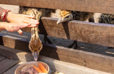 Çiftlikte devekuşu yavruları. Seçici odaklanma. Doğa.