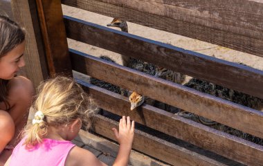 Çiftlikte devekuşu yavruları. Seçici odaklanma. Doğa.