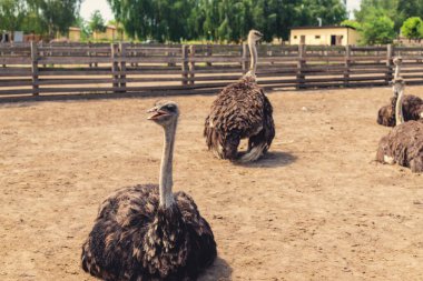 Yazın çiftlikte devekuşları. Seçici odaklanma. Doğa.