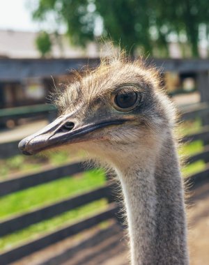 Yazın çiftlikte devekuşları. Seçici odaklanma. Doğa.
