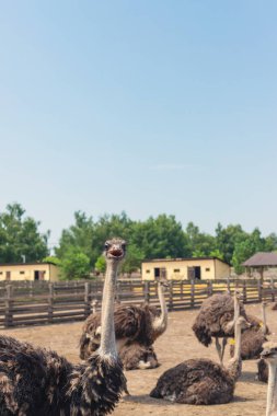 Yazın çiftlikte devekuşları. Seçici odaklanma. Doğa.