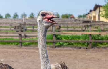 Yazın çiftlikte devekuşları. Seçici odaklanma. Doğa.