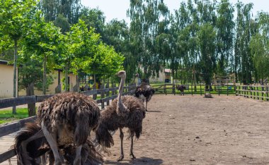 Yazın çiftlikte devekuşları. Seçici odaklanma. Doğa.
