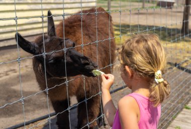 Yazın çiftlikte bir koç. Seçici odaklanma. Doğa.