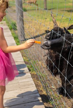 Yazın çiftlikte bir koç. Seçici odaklanma. Doğa.