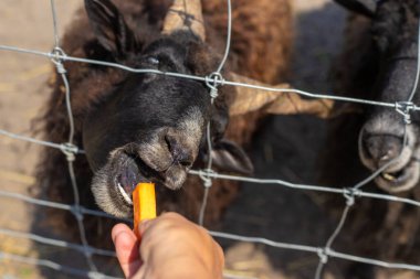 Yazın çiftlikte bir koç. Seçici odaklanma. Doğa.