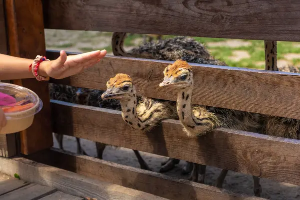 Çiftlikte devekuşu yavruları. Seçici odaklanma. Doğa.