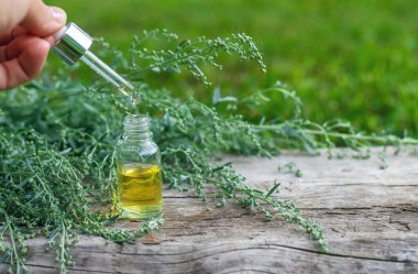 Sagebrush takviyeleri ve homeopati. Seçici odaklanma. Doğa.