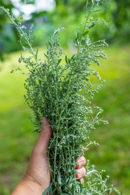 Sagebrush takviyeleri ve homeopati. Seçici odaklanma. Doğa.