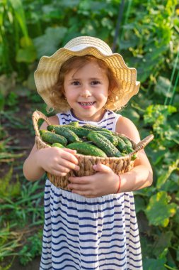 Bahçede salatalık hasadı olan bir çocuk. Seçici odaklanma. çocuk.
