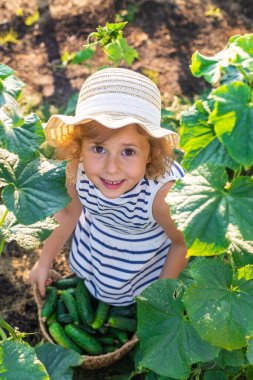 Bahçede salatalık hasadı olan bir çocuk. Seçici odaklanma. çocuk.