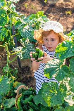 Bahçede salatalık hasadı olan bir çocuk. Seçici odaklanma. çocuk.