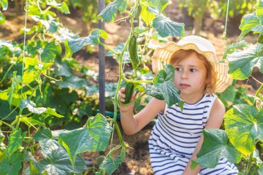 Bahçede salatalık hasadı olan bir çocuk. Seçici odaklanma. çocuk.