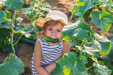 Bahçede salatalık hasadı olan bir çocuk. Seçici odaklanma. çocuk.