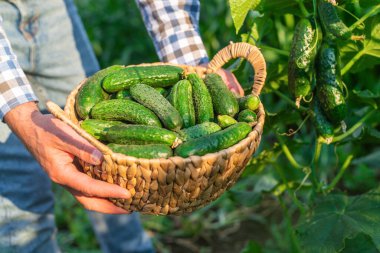 Bir çiftçi elinde salatalık hasadı tutuyor. Seçici odaklanma. yiyecek.