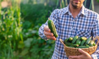Bir çiftçi elinde salatalık hasadı tutuyor. Seçici odaklanma. yiyecek.