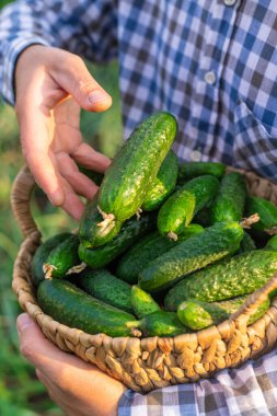 Bir çiftçi elinde salatalık hasadı tutuyor. Seçici odaklanma. yiyecek.