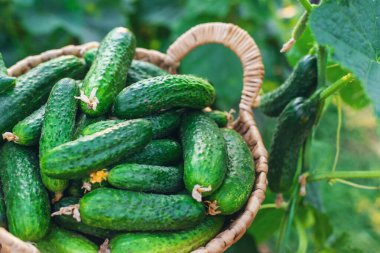 Bahçede salatalık hasadı. Seçici odaklanma. yiyecek.