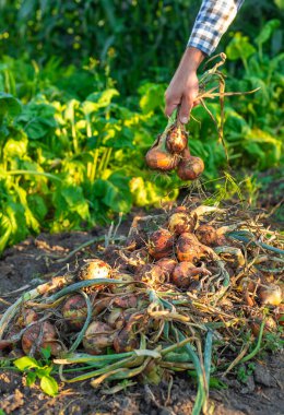 Bir çiftçi soğan hasat eder. Seçici odaklanma. bahçe.