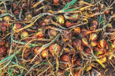 harvests onions in the summer. Selective focus. nature.