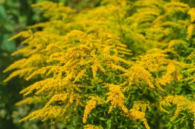 Ragweed tarlada çiçek açar. Alerji. Seçici odaklanma. Doğa.