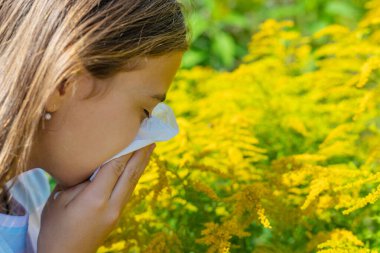 Ragweed çiçekleri ve ragweed alerjisi. Seçici odaklanma. Doğa.