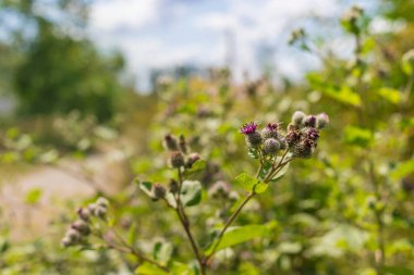 Burdock tarlada yetişiyor. Seçici odaklanma. Doğa.
