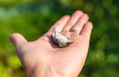 Krep burunlu ölü bir fare. Seçici odaklanma. hayvan.