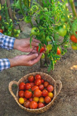 Bir çiftçi bahçesinde domates hasadı tutar. Seçici odaklanma. Yiyecek..