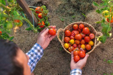 Bir çiftçi bahçesinde domates hasadı tutar. Seçici odaklanma. Yiyecek..