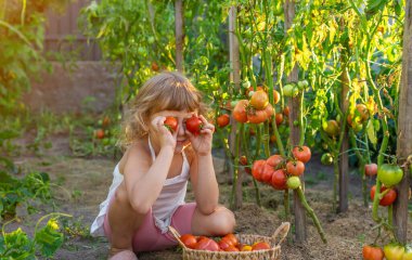 Bahçede domates hasadı tutan bir çocuk. Seçici odaklanma. Çocuk.