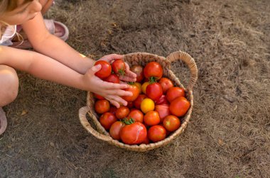 Bahçede domates hasadı tutan bir çocuk. Seçici odaklanma. Çocuk.