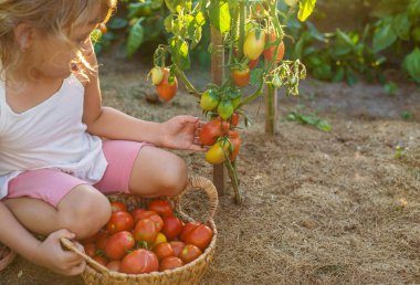Bahçede domates hasadı tutan bir çocuk. Seçici odaklanma. Çocuk.