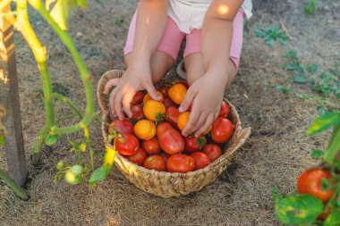 Bahçede domates hasadı tutan bir çocuk. Seçici odaklanma. Çocuk.