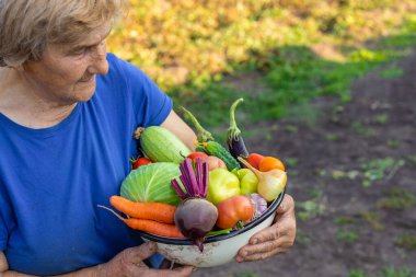 Büyükannem bahçede sebze tutuyor. Seçici odaklanma. Yiyecek..