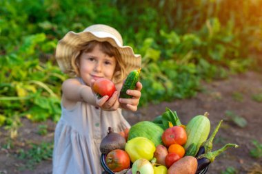 Bahçede sebze hasadı olan bir çocuk. Seçici odaklanma. Yiyecek..