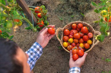 Bir çiftçi bahçesinde domates hasadı tutar. Seçici odaklanma. Yiyecek..