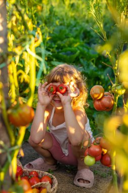 Bahçede domates hasadı tutan bir çocuk. Seçici odaklanma. Çocuk.